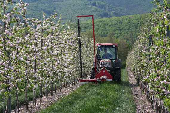Maschine schneidet Obstbäume